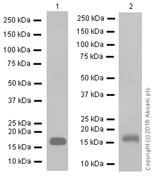 Western blot - Anti-Calmodulin 1/2/3 antibody [EP799Y] - C-terminal (AB45689)