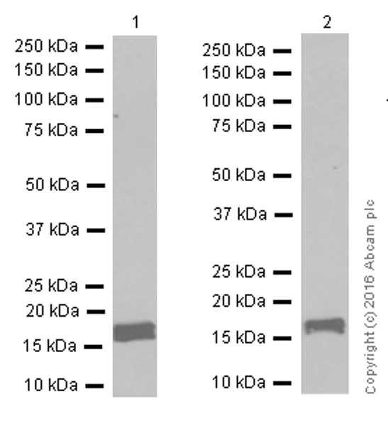 Western blot - Anti-Calmodulin 1/2/3 antibody [EP799Y] - C-terminal (AB45689)