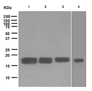 Western blot - Anti-Calmodulin 1/2/3 antibody [EPR5028] - BSA and Azide free (AB247990)