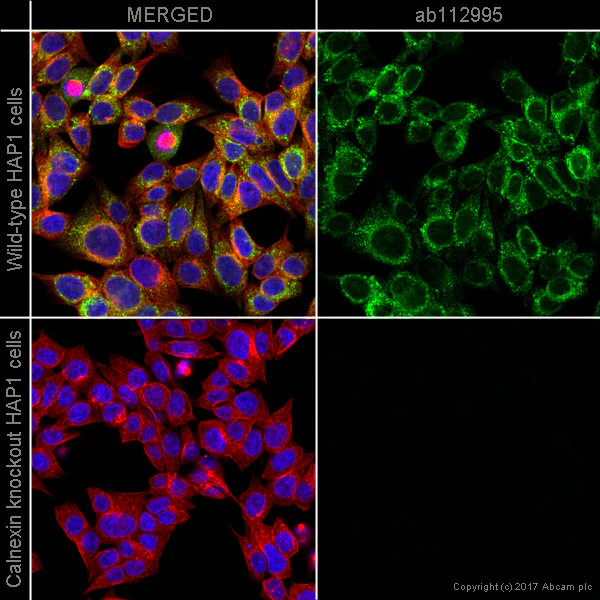 Immunocytochemistry/ Immunofluorescence - Anti-Calnexin antibody [6F12BE10] (AB112995)