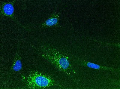 Immunocytochemistry/ Immunofluorescence - Anti-Calnexin antibody [6F12BE10] (AB112995)