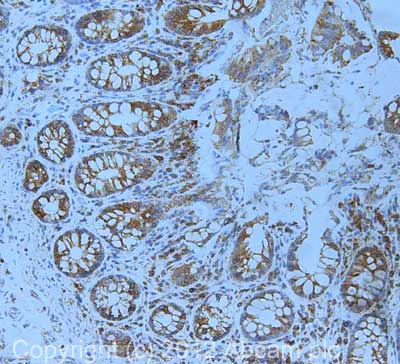 Immunohistochemistry (Formalin/PFA-fixed paraffin-embedded sections) - Anti-Calnexin antibody [6F12BE10] (AB112995)