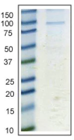 Immunoprecipitation - Anti-Calnexin antibody [6F12BE10] (AB112995)
