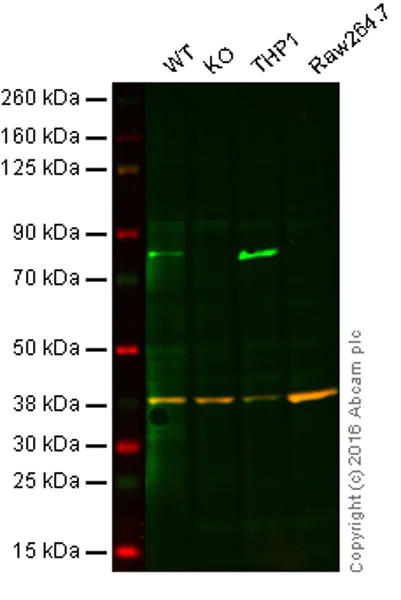 おまとめ【aph46】【cal119】 Anti-CA9 Antibody AF2188: R&D Systems