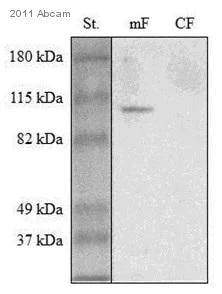 Western blot - Anti-Calnexin antibody (AB10286)