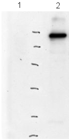 Western blot - Anti-Calnexin antibody (AB10286)