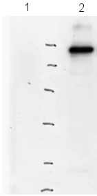 Western blot - Anti-Calnexin antibody (AB10286)