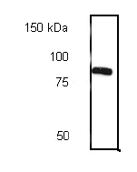 Western blot - Anti-Calnexin antibody (AB10286)