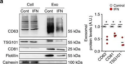 Western blot - Anti-Calnexin antibody (AB10286)