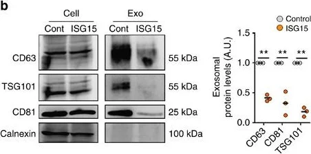 Western blot - Anti-Calnexin antibody (AB10286)
