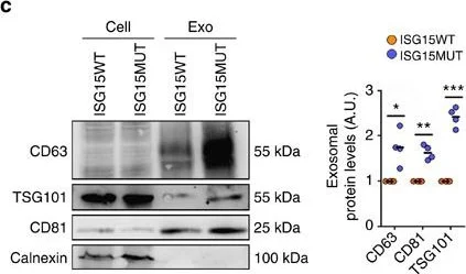 Western blot - Anti-Calnexin antibody (AB10286)