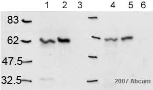 Western blot - Anti-Calnexin antibody (AB10286)