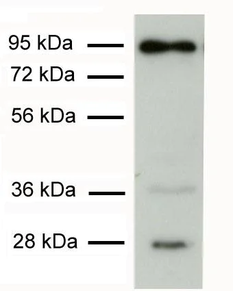 Western blot - Anti-Calnexin antibody (AB10286)
