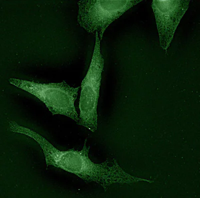 Immunocytochemistry/ Immunofluorescence - Anti-Calnexin antibody (AB13505)