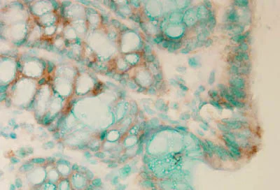 Immunohistochemistry (Formalin/PFA-fixed paraffin-embedded sections) - Anti-Calnexin antibody (AB13505)