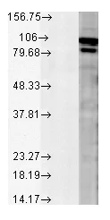 Western blot - Anti-Calnexin antibody (AB13505)