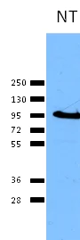 Western blot - Anti-Calnexin antibody (AB13505)