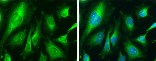 Immunocytochemistry/ Immunofluorescence - Anti-Calnexin antibody (AB227310)