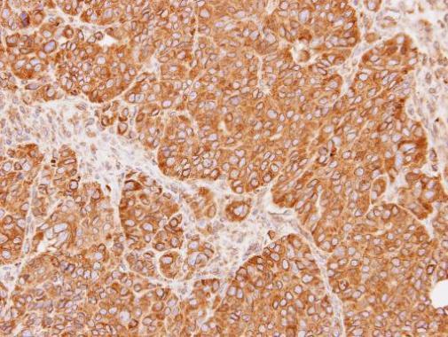 Immunohistochemistry (Formalin/PFA-fixed paraffin-embedded sections) - Anti-Calnexin antibody (AB227310), expandable thumbnail