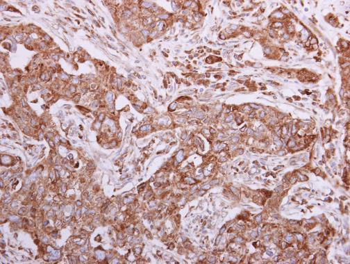 Immunohistochemistry (Formalin/PFA-fixed paraffin-embedded sections) - Anti-Calnexin antibody (ab227310), expandable thumbnail