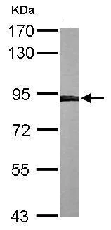 Western blot - Anti-Calnexin antibody (AB227310)