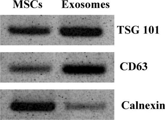Western blot - Anti-Calnexin antibody (ab227310), expandable thumbnail