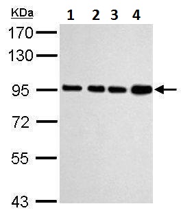 Western blot - Anti-Calnexin antibody (AB227310), expandable thumbnail