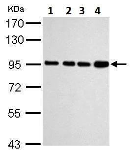 Western blot - Anti-Calnexin antibody (AB227310)