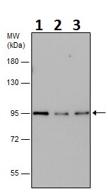 Western blot - Anti-Calnexin antibody (AB227310), expandable thumbnail