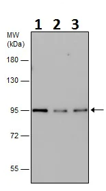 Western blot - Anti-Calnexin antibody (AB227310)