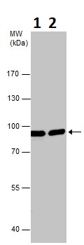 Western blot - Anti-Calnexin antibody (AB227310), expandable thumbnail