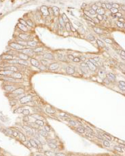 Immunohistochemistry (Formalin/PFA-fixed paraffin-embedded sections) - Anti-Calnexin antibody (AB265602)