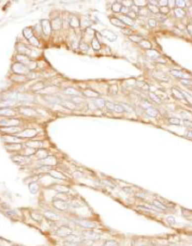 Immunohistochemistry (Formalin/PFA-fixed paraffin-embedded sections) - Anti-Calnexin antibody (AB265604)