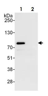 Immunoprecipitation - Anti-Calnexin antibody (AB265604)