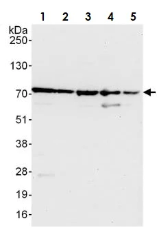 Western blot - Anti-Calnexin antibody (AB265604)