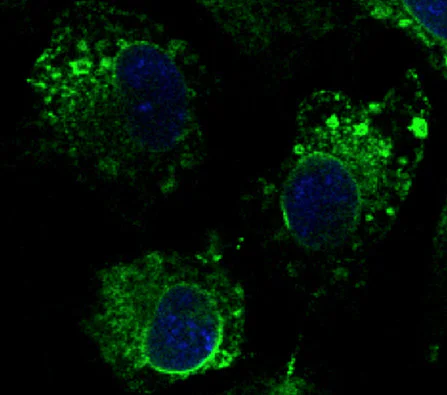 Immunocytochemistry/ Immunofluorescence - Anti-Calnexin antibody - C-terminal (AB219644)