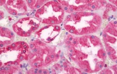 Immunohistochemistry (Formalin/PFA-fixed paraffin-embedded sections) - Anti-Calnexin antibody - C-terminal (AB219644)