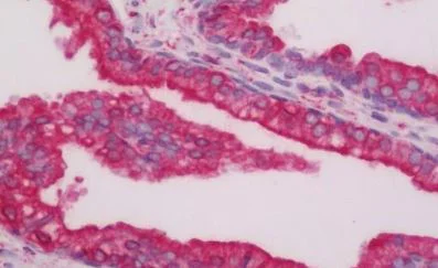 Immunohistochemistry (Formalin/PFA-fixed paraffin-embedded sections) - Anti-Calnexin antibody - C-terminal (AB219644)