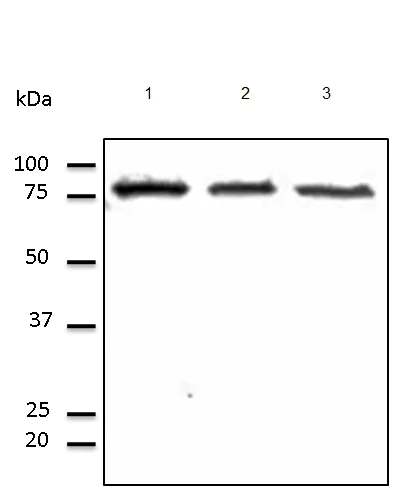 Western blot - Anti-Calnexin antibody - C-terminal (AB219644)