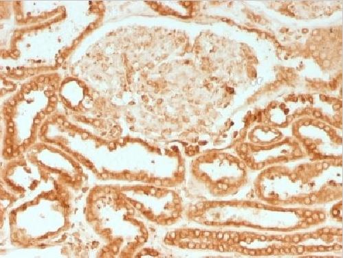 Immunohistochemistry (Formalin/PFA-fixed paraffin-embedded sections) - Anti-Calnexin antibody [CANX/1541] - BSA and Azide free (AB269752), expandable thumbnail