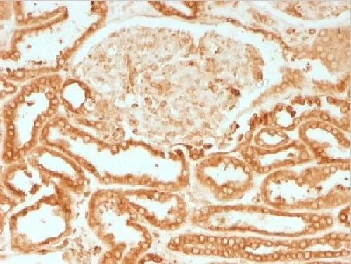 Immunohistochemistry (Formalin/PFA-fixed paraffin-embedded sections) - Anti-Calnexin antibody [CANX/1541] - BSA and Azide free (AB269752)