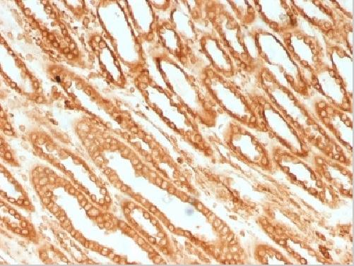 Immunohistochemistry (Formalin/PFA-fixed paraffin-embedded sections) - Anti-Calnexin antibody [CANX/1541] - BSA and Azide free (AB269752), expandable thumbnail