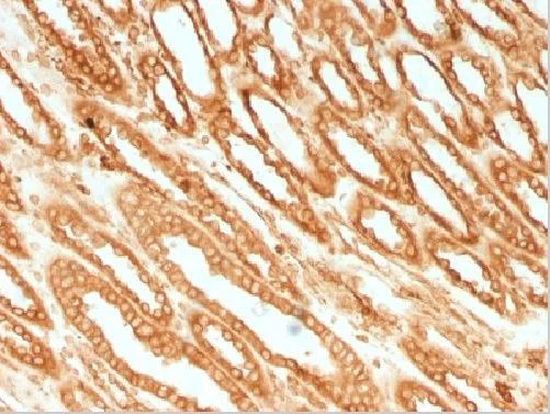 Immunohistochemistry (Formalin/PFA-fixed paraffin-embedded sections) - Anti-Calnexin antibody [CANX/1541] - BSA and Azide free (AB269752)