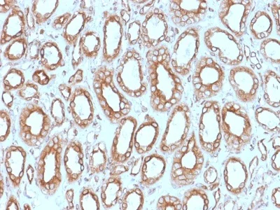 Immunohistochemistry (Formalin/PFA-fixed paraffin-embedded sections) - Anti-Calnexin antibody [CANX/1543] (AB238078)