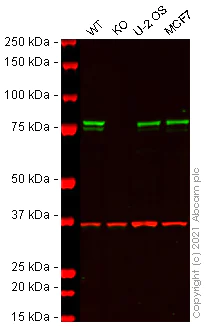 Western blot - Anti-Calnexin antibody [CANX/1543] (AB238078)