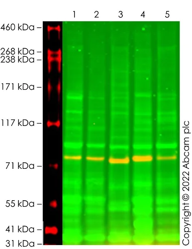 Western blot - Anti-Calnexin antibody [CANX/1543] (AB238078)