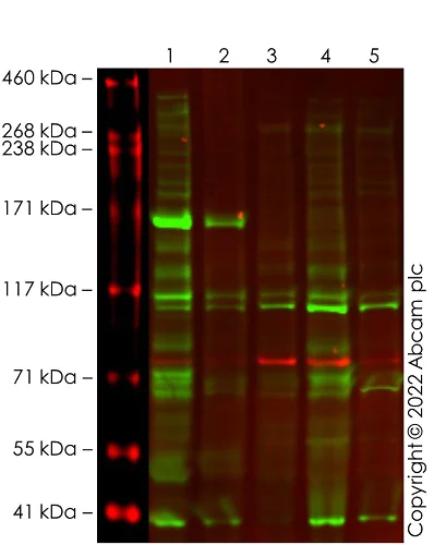 Western blot - Anti-Calnexin antibody [CANX/1543] (AB238078)