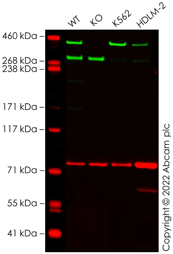 Western blot - Anti-Calnexin antibody [CANX/1543] (AB238078)