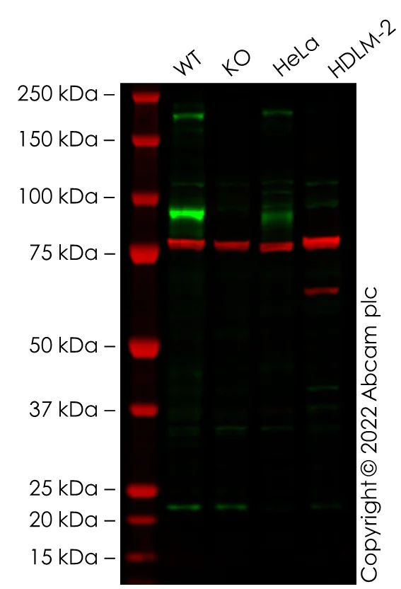 Western blot - Anti-Calnexin antibody [CANX/1543] (AB238078)
