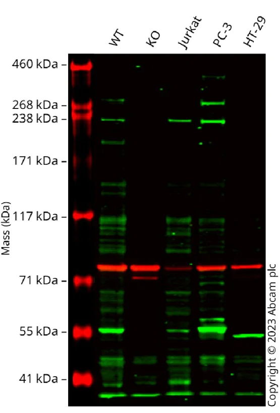 Western blot - Anti-Calnexin antibody [CANX/1543] (AB238078)